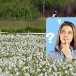 Alleen mensen met een verbazingwekkend IQ vinden een ooievaar in