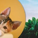 Alleen wie goed oplet, vindt een kat tussen de cactussen: