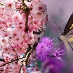 De meeste mensen vinden geen vlinder in een boom: een lastige puzzel voor de meest oplettende mensen De meeste mensen vinden geen vlinder in een boom: een