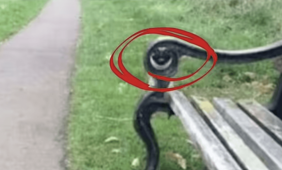 Hier is waar de hond verborgen is / foto door TikTok/edaiibuggout1