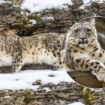 Een bijna onmogelijke taak voor de meest oplettende: een luipaard