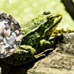 Een leuke illusie voor de meest oplettende: alleen mensen met