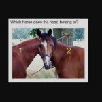 Er is een nieuwe puzzel online verschenen: alleen mensen met