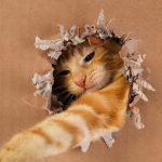 Hoe geniaal is jouw kat: een gemakkelijke IQ-test met een speeltje en een doos Hoe geniaal is jouw kat: een gemakkelijke IQ-test met een