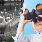 Iedereen ziet chinookzwanen, en alleen een eend vindt een eend