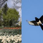 Iedereen ziet de bloemen, en alleen talent kan de ekster binnen 5 seconden vinden: een uniek puzzelspel Iedereen ziet de bloemen, en alleen talent kan de ekster