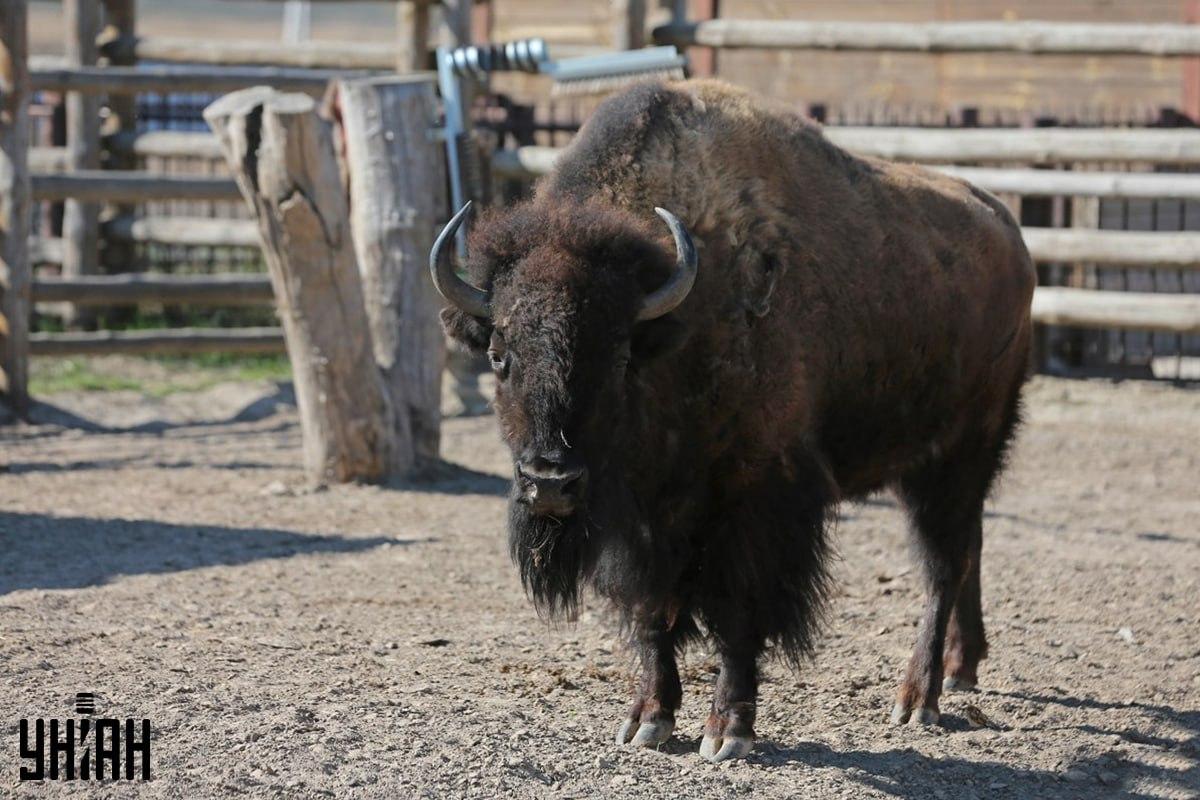 Probeer binnen de tijd de mus op de puzzel te vinden / collage met Moje foto