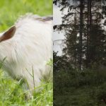 Iedereen ziet een paard, en slechts een paar vinden de