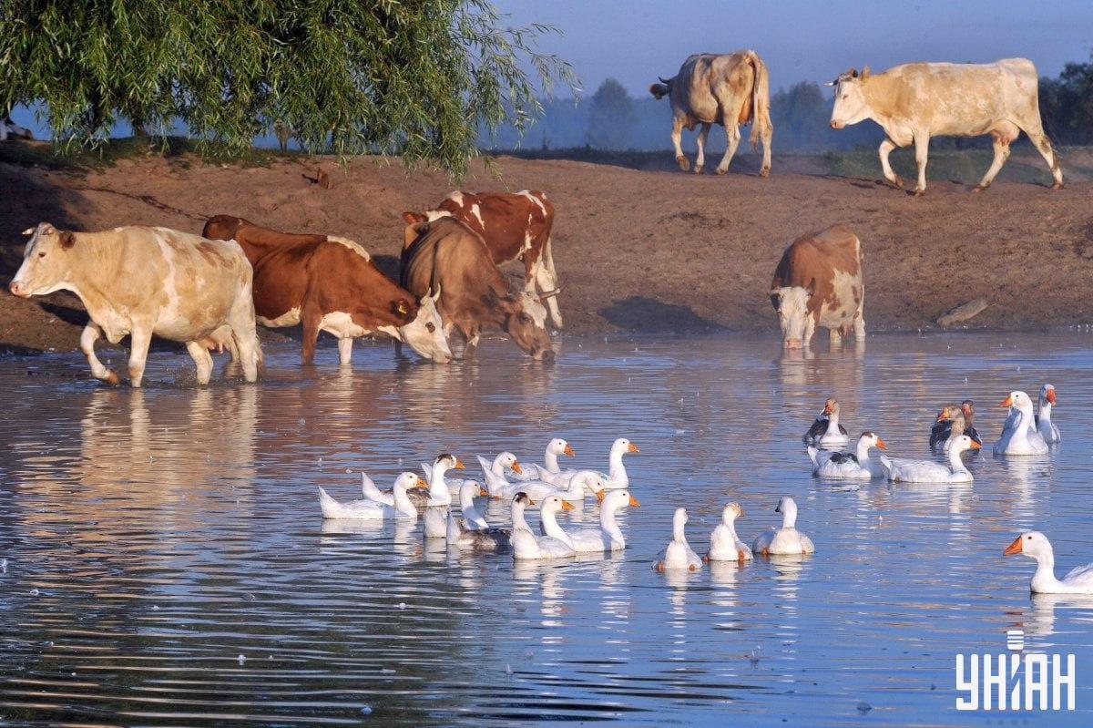 Vind de hond in minder dan 10 seconden / collage met Moje foto