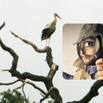 Iedereen ziet ooievaars en alleen een "titaan" vindt een duif: een complexe puzzel Iedereen ziet ooievaars en alleen een “titaan” vindt een duif: