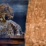 In 4 seconden een luipaard vinden in het bos: een raadsel voor echte "Sherlock Holmes". In 4 seconden een luipaard vinden in het bos: een