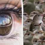 Je moet een detective zijn om in 12 seconden een mus te vinden tussen de nachtegalen: een lastige puzzel Je moet een detective zijn om in 12 seconden een