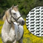 Moeilijke puzzel: je moet binnen 5 seconden een paard zonder staart vinden Moeilijke puzzel: je moet binnen 5 seconden een paard zonder