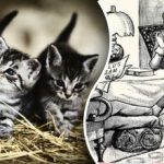 Optische illusie voor de meest oplettende: je moet twee katten