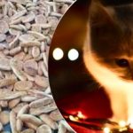 Optische illusie voor mensen met arendsogen: alleen genieën kunnen een