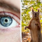 Puzzel met "val": iedereen ziet een eekhoorn, maar jij moet binnen 7 seconden een eikel vinden in het bos Puzzel met “val”: iedereen ziet een eekhoorn, maar jij moet