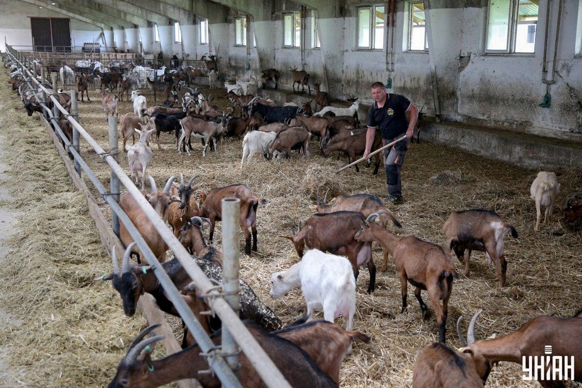 Vind de kriebelende haan in de foto op tijd / collage met Moje foto