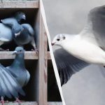 Slechts een paar vinden een duif tussen eenden, meeuwen en