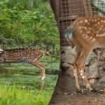 Verwarde optische illusie: slechts enkelen zullen het roofdier vinden en het hert redden Verwarde optische illusie: slechts enkelen zullen het roofdier vinden en