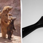 Vind de kat in de dierentuin binnen 7 seconden: een zeer uitdagend puzzelspel Vind de kat in de dierentuin binnen 7 seconden: een