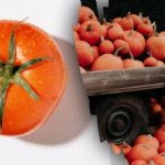 Vind een tomaat tussen de pompoenen in 8 seconden: een