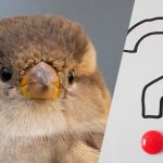 Vind een verdwaalde mus tussen de aalscholvers in 9 seconden: