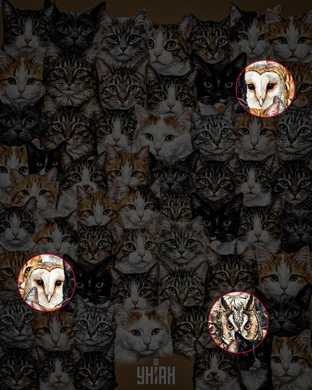 97% van de mensen kan in 10 seconden geen 3 uilen tussen katten vinden: een verbazingwekkende optische illusie